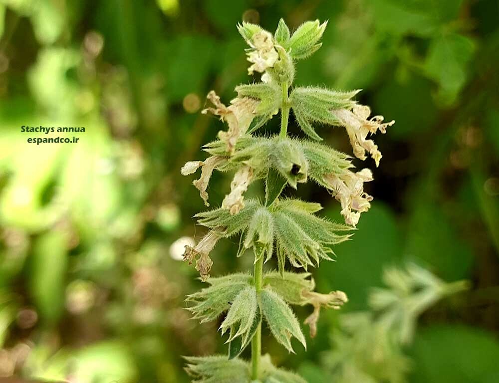  بذر سنبله ای یکساله 
